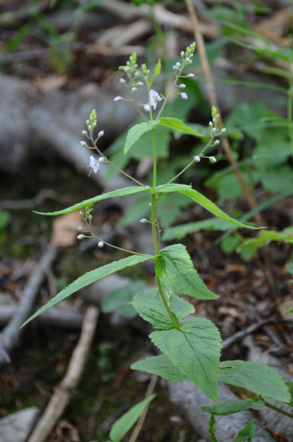 Veronica urticifolia